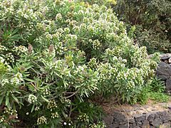 Echium giganteum Tenerife 1.jpg