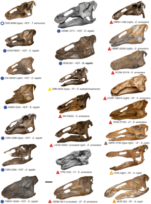 Archivo:Edmontosaurus skulls