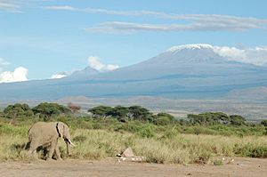 Archivo:Elephant and Kilimanjaro