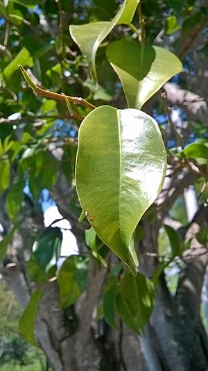 Archivo:Ficus benjamina PARQUE LAS NACUMAS - 1