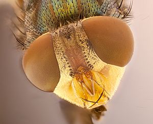 Archivo:Fly, Calliphoridae