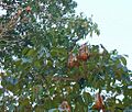 Frutos con semillas de caobo