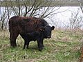 Galloway