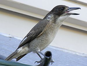 Archivo:Grey Butcherbird Young Singing