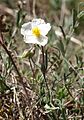 Helianthemum apenninum 210407