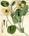 Hydrocleys nymphoides CBM