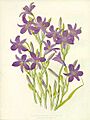 Ixiolirion montanum1PAXTON