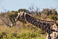 Jirafa (Giraffa camelopardalis), parque nacional de Chobe, Botsuana, 2018-07-28, DD 102