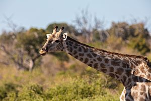 Archivo:Jirafa (Giraffa camelopardalis), parque nacional de Chobe, Botsuana, 2018-07-28, DD 102