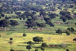 Archivo:Landschaft Burkina Regenzeit