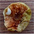 Larve Eikengalwesp (Cynips quercusfolii)