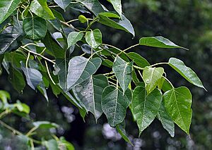 Archivo:Leaves I IMG 9786