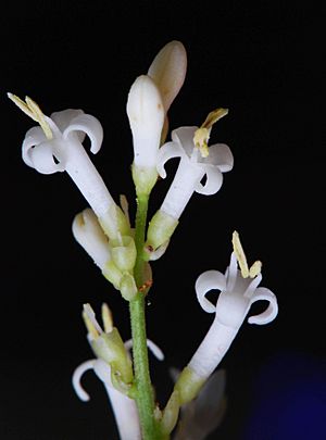 Archivo:Ligustrum vulgare fleurs0a