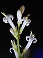 Ligustrum vulgare fleurs0a