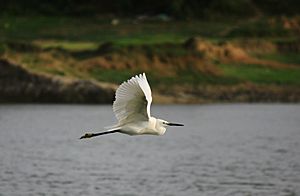 Archivo:Little Egret flying with neck retracted