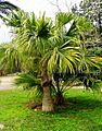 Livistona-chinensis-Palermo01