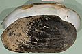 Margaritifera auricularia shell