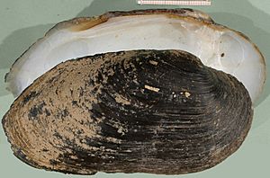 Archivo:Margaritifera auricularia shell