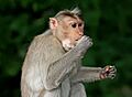 Monkey eating