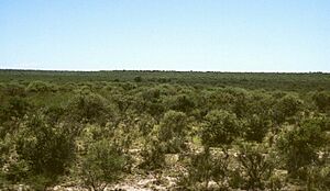 Archivo:Monte W Balde