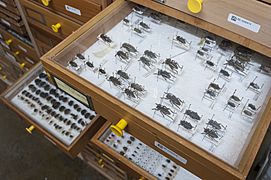Naturalis Biodiversity Center - Museum - Collection tower 06 - Open drawer with mounted beetles include Dorcadion suverianum and D morosovi