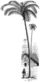 Naturalist on the River Amazons figure 24