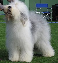 Archivo:Old english sheepdog Ch Bobbyclown's Dare for More