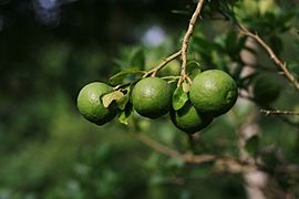 Oranges de Tayap