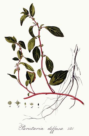 Archivo:Parietaria diffusa — Flora Batava — Volume v5