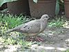 Patagioenas araucana en Las Condes.JPG