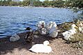 Patos en la Laguna del Náinari (1)