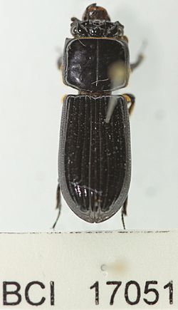 Paxillus leachii.JPG