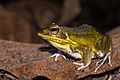 Pelophylax-lateralis-kokarit-frog