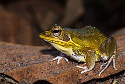 Pelophylax-lateralis-kokarit-frog.jpg