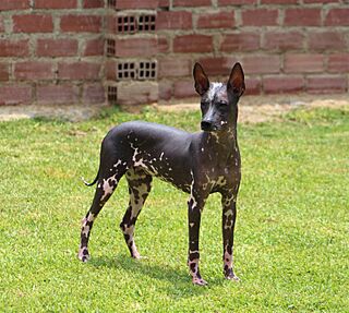 Perro Sin Pelo del Perú.jpg