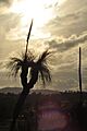Phototropism in an adult Yucca