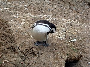 Archivo:Pingüino acicalandose