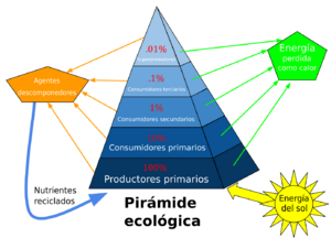 Archivo:Piramide ecológica