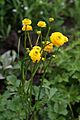 Ranunculus acris in Barysau district 1