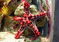 Archivo:Red-knobbed.starfish.arp