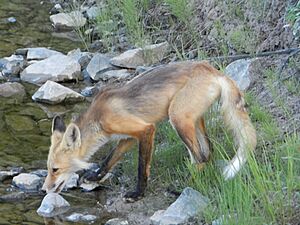Archivo:Red fox drinking 02