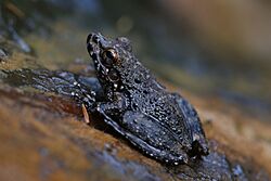 Rockhole frog (Litoria meiriana) at Edith Falls (Nitmiluk National Park).jpg