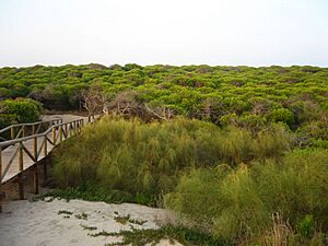Archivo:Rota - Pinar marítimo de la playa de Punta Candor