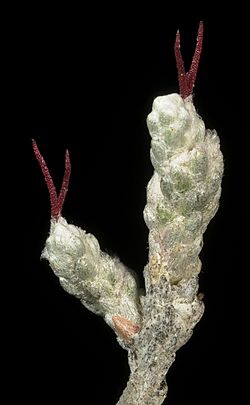 Archivo:Roycea pycnophylloides - Flickr - Kevin Thiele