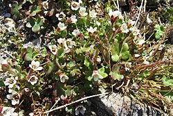 Saxifraga rivularis plant upernavik 2007-07-09 cropped filtered.jpg