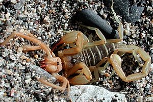 Archivo:Scorpion eating solifugid (Marshal Hedin)