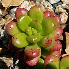 Archivo:Sedum lucidum 2