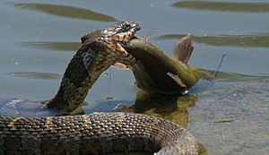 Archivo:Snake and Fish