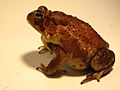 Southern Toad I