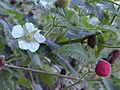 Starr 021126-0010 Rubus rosifolius